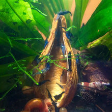 Load image into Gallery viewer, Aguna Pods (Swietenia Macrophylla)
