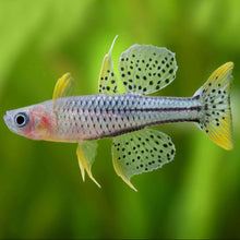 Load image into Gallery viewer, Pseudomugil Gertrudae  Aru2
