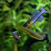 Load image into Gallery viewer, Pseudomugil Gertrudae  Aru2
