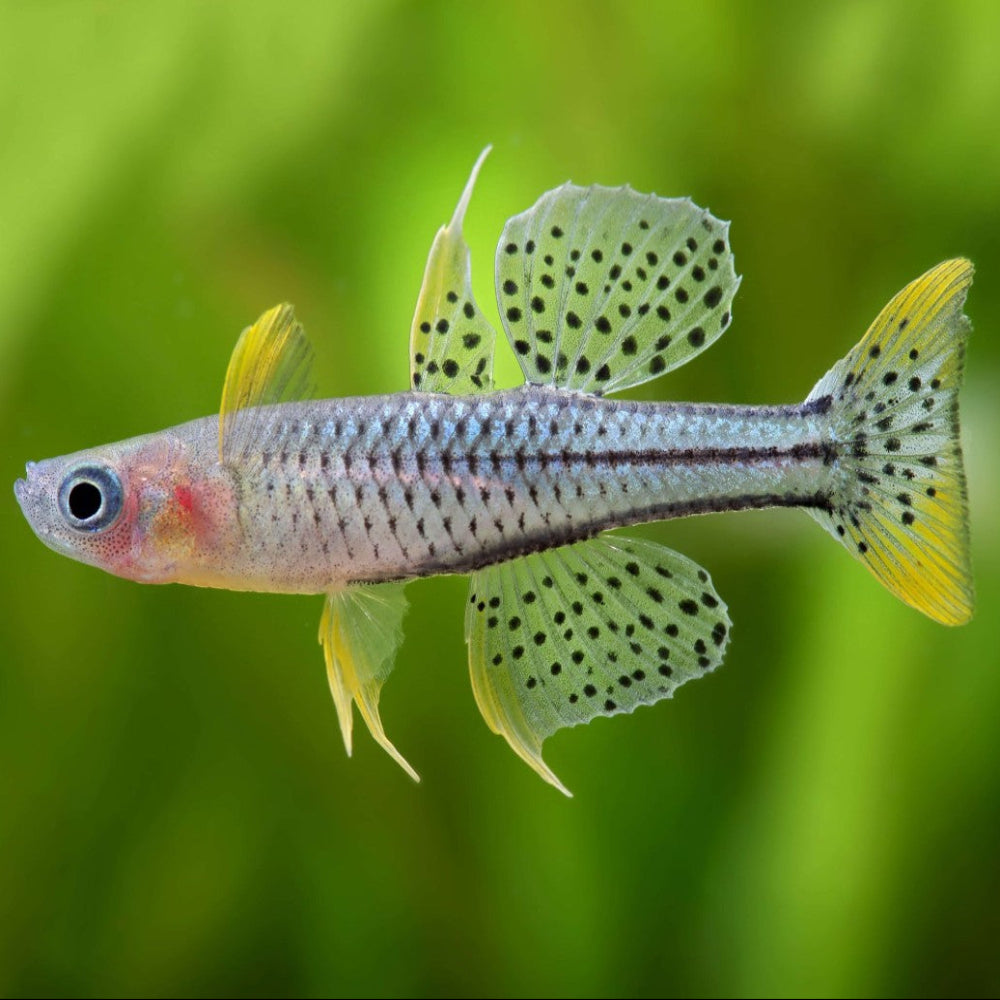 Pseudomugil Gertrudae  Aru2