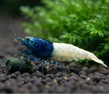 Load image into Gallery viewer, Blue Steel Shrimp (Caridina cf Cantonesis)
