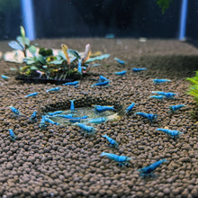 Load image into Gallery viewer, Blue Bolt (Caridina cf Cantonesis)
