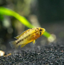 Load image into Gallery viewer, Apistogramma Borellii Yellow Blue
