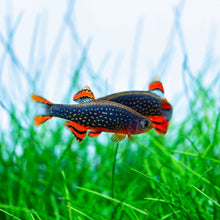 Load image into Gallery viewer, Celestial Pearl Danio CPD (Celestichthys Margaritatus)
