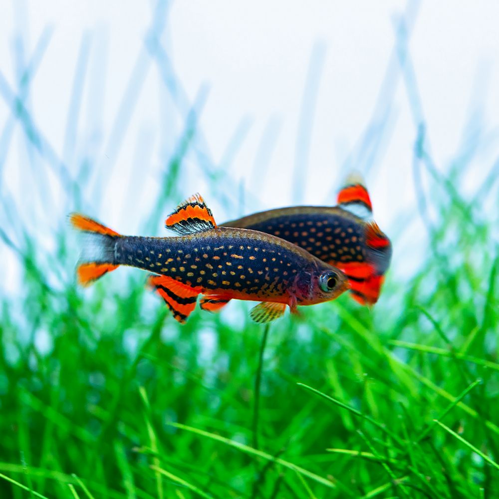 Celestial Pearl Danio CPD (Celestichthys Margaritatus)