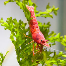 Load image into Gallery viewer, Fire Red Neocaridina Shrimp
