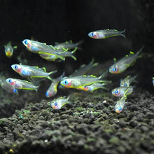 Load image into Gallery viewer, Pseudomugil Furcatus
