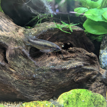Load image into Gallery viewer, Apistogramma Gephyra (Pair) RARE! (NO FRY CURRENTLY)
