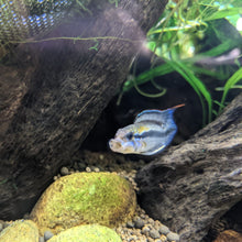 Load image into Gallery viewer, Apistogramma Gephyra (Pair) RARE! (NO FRY CURRENTLY)
