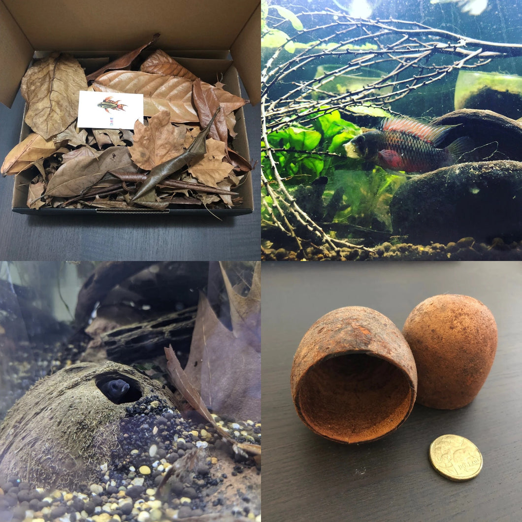 BWA DWARF CICHLID VALUE PACK