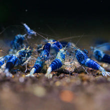 Load image into Gallery viewer, Ocean Blue Shrimp (Caridina cf Cantonesis)
