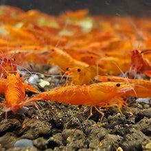 Load image into Gallery viewer, Orange Neocaridina Shrimp
