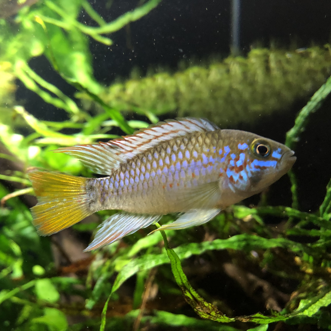 Apistogramma Ortegai