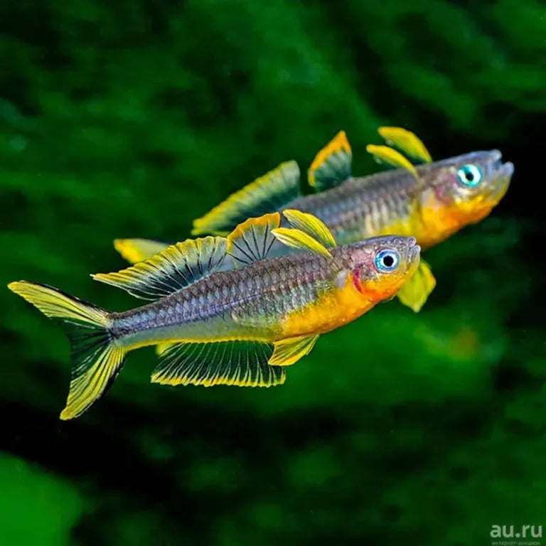 Pseudomugil Furcatus