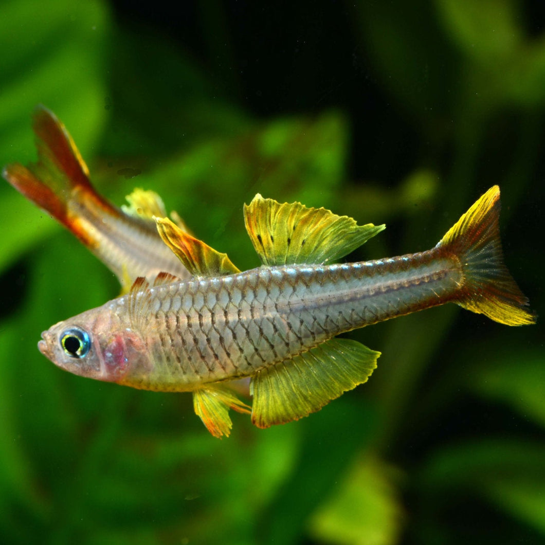 Pseudomugil Ivantsoffi