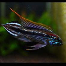 Load image into Gallery viewer, Apistogramma Sp. Tefe
