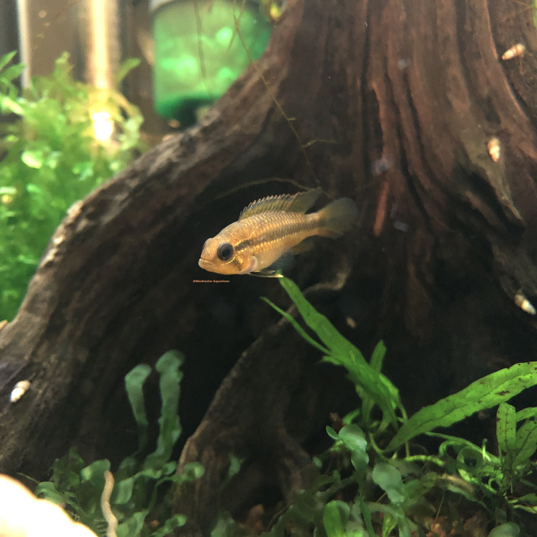 Apistogramma Agassizii