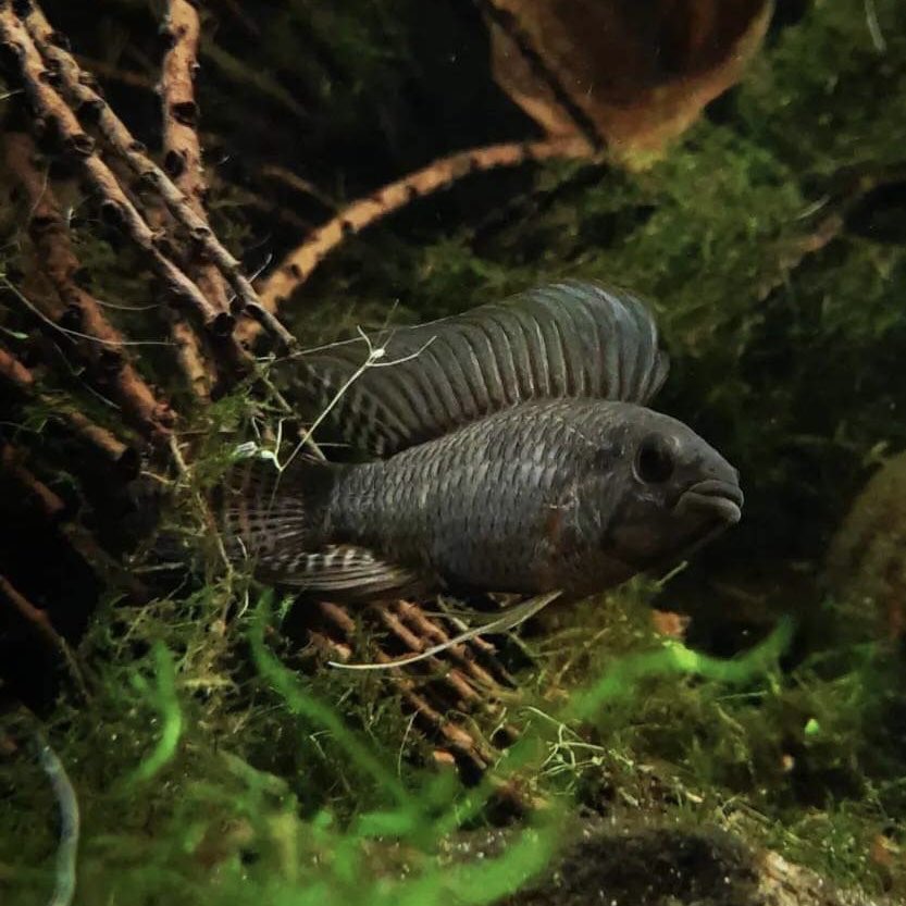 Apistogramma Velifera (Bred by Husks Apisto)