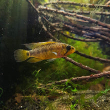 Load image into Gallery viewer, Apistogramma Velifera (Bred by Husks Apisto)
