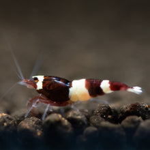 Load image into Gallery viewer, Wine Red Panda (Caridina cf Cantonesis)
