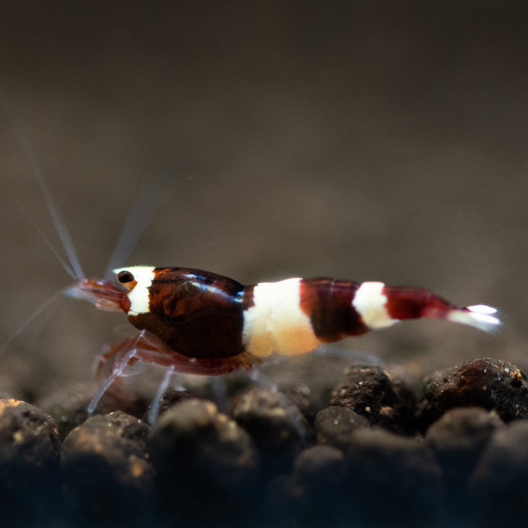 Wine Red Panda (Caridina cf Cantonesis)