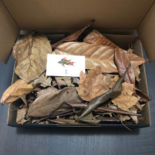 Load image into Gallery viewer, Autumn in a box (Mixed Leaves)
