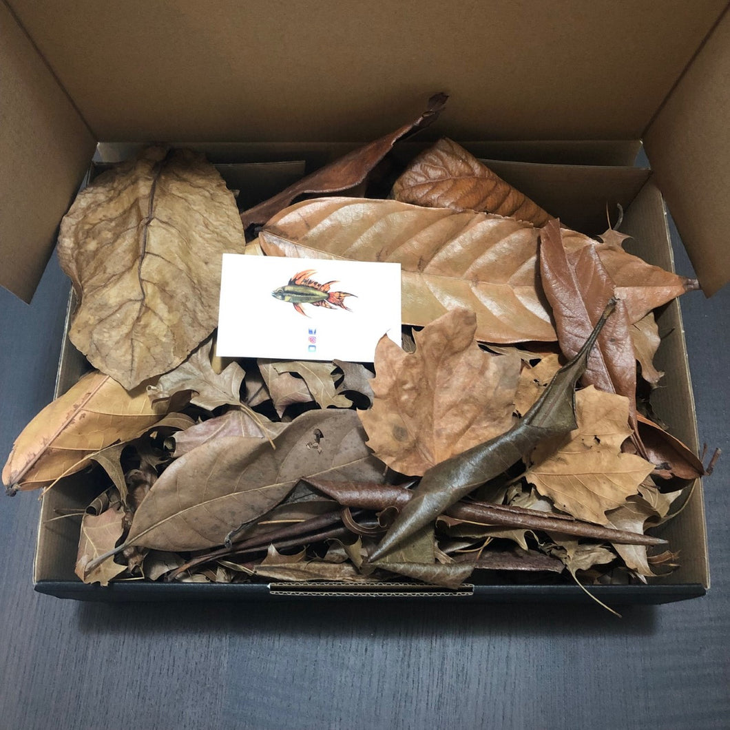 Autumn in a box (Mixed Leaves)