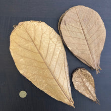 Load image into Gallery viewer, Indian Almond Leaves (Catappa Terminalia)
