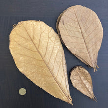 Load image into Gallery viewer, Indian Almond Leaves x10 BABY  (Catappa Terminalia)
