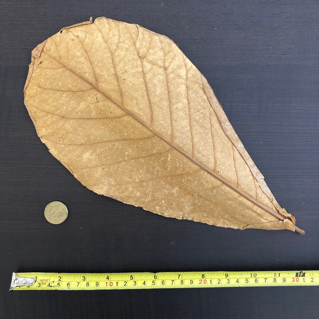 Indian Almond Leaves x10 XXL  (Catappa Terminalia)