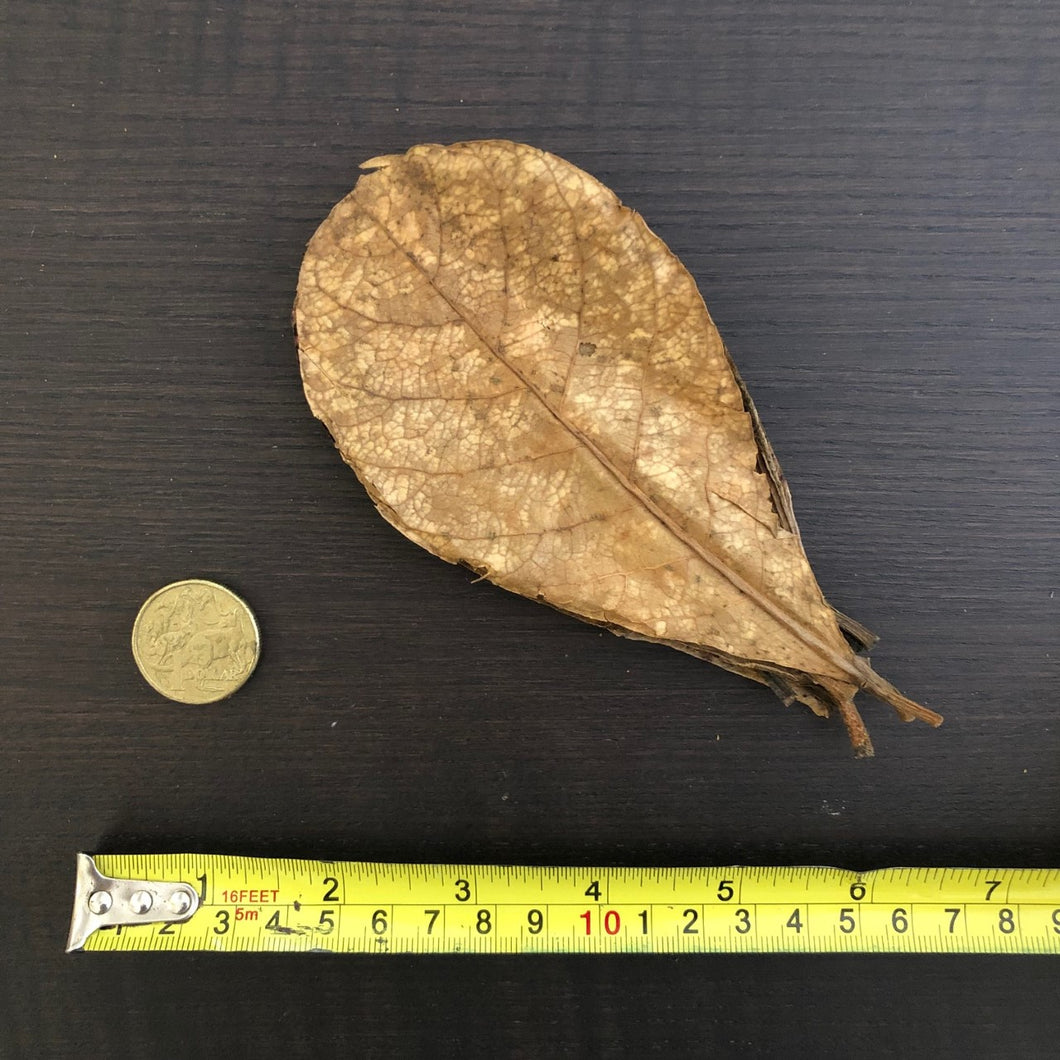 Indian Almond Leaves x10 BABY  (Catappa Terminalia)