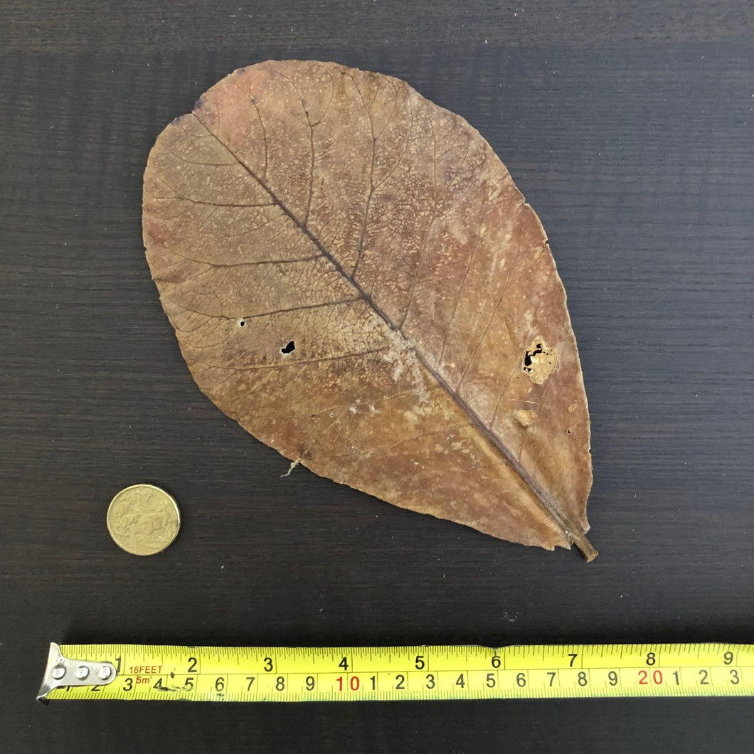 Indian Almond Leaves (Catappa Terminalia)