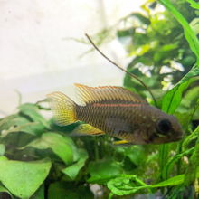 Load image into Gallery viewer, Apistogramma Piaroa
