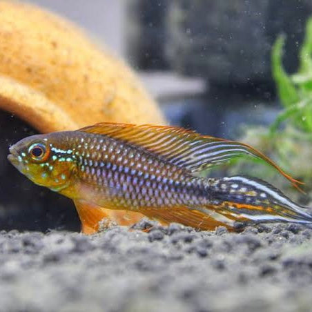 Apistogramma cf. Agassizii Netz/Net (Alenquer)