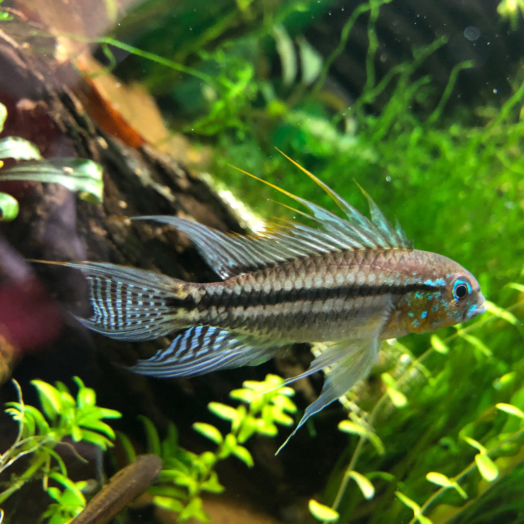 Apistogramma Biteaniata