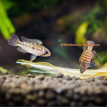 Load image into Gallery viewer, Black Tiger Badis (Dario sp. “Myanmar”)
