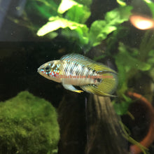 Load image into Gallery viewer, Apistogramma Borellii Opal
