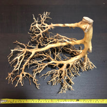 Load image into Gallery viewer, Coral Wood (Imitation Bonsai)
