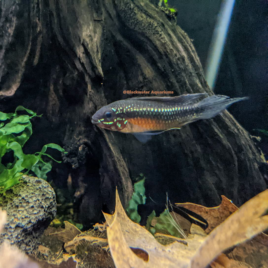 Apistogramma Elizabethea RARE! – Blackwater Aquariums