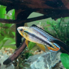 Load image into Gallery viewer, Apistogramma cf. Agassizii Netz/Net (Alenquer)
