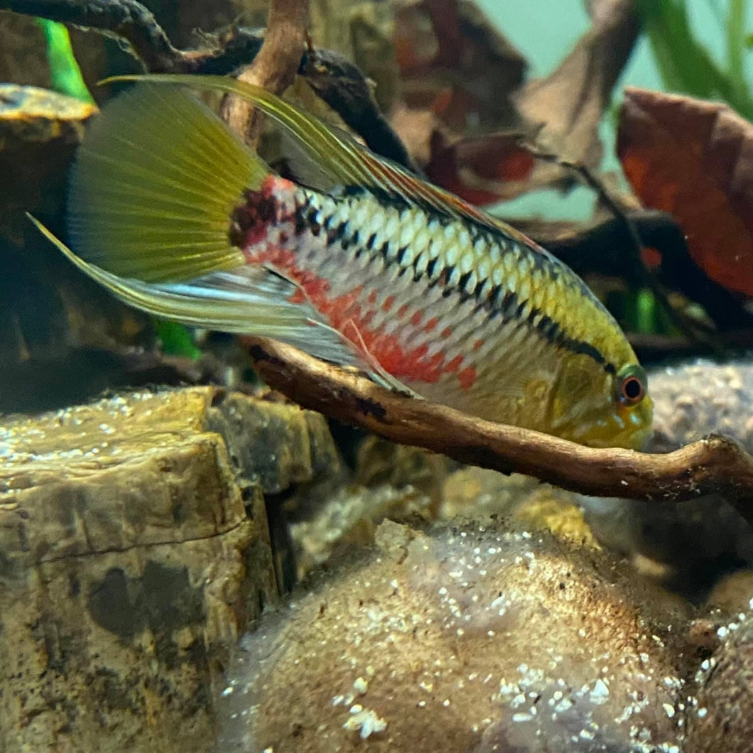 Apistogramma Hongsloi