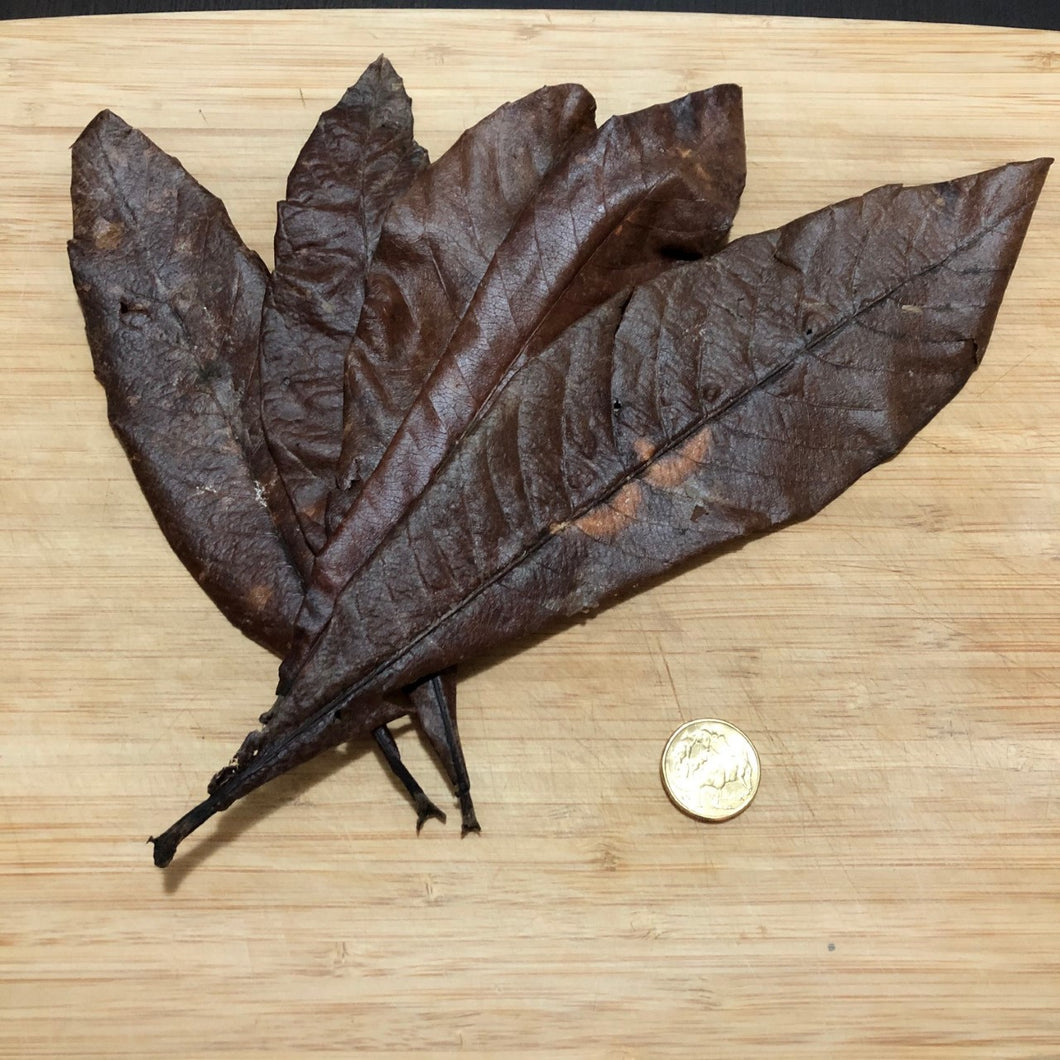 Loquat Leaves  -Long lasting slow release of tannins-