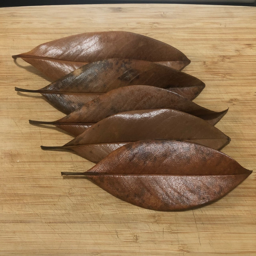 Magnolia Leaves (Magnolia grandiflora) -15 leaves-