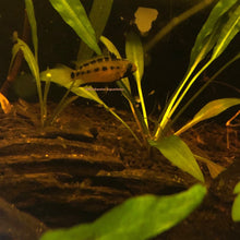 Load image into Gallery viewer, Apistogramma sp. Schwarzkehl F2 RARE!(Pair)
