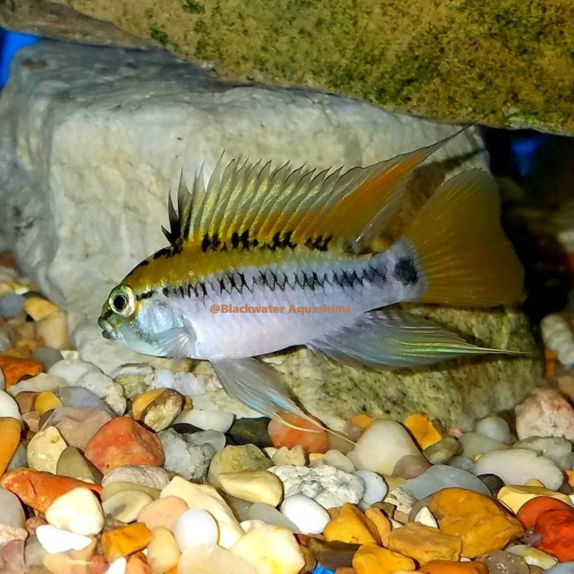 Apistogramma sp. Schwarzkehl F2 RARE!(Pair)