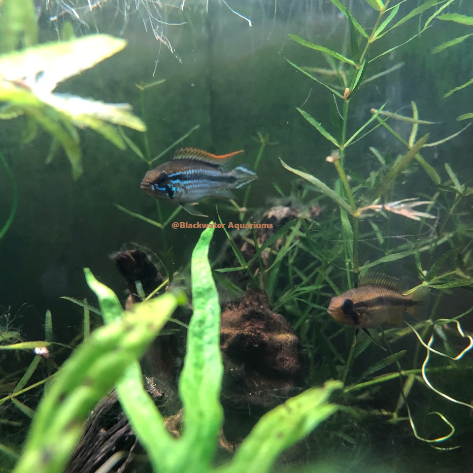 Apistogramma Sp. Tefe