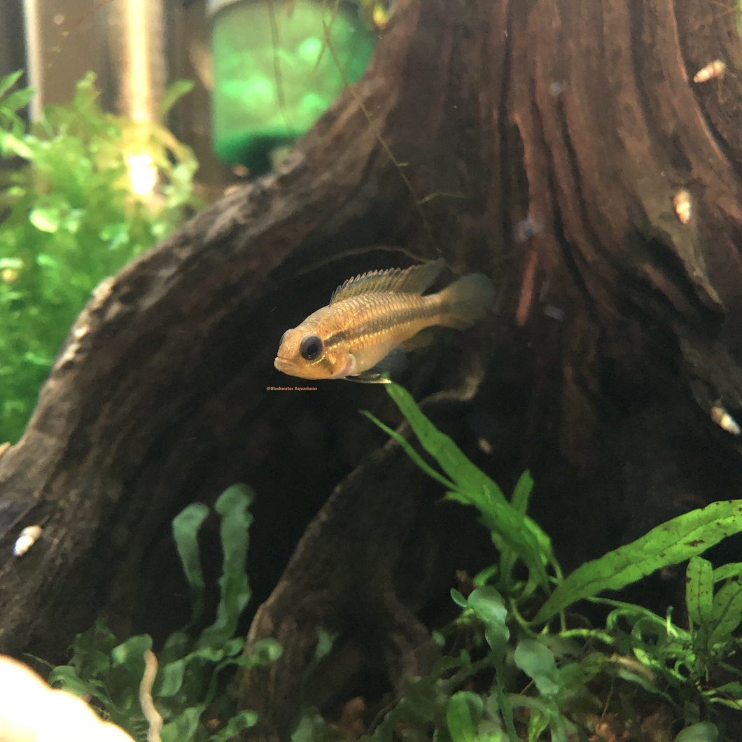 Apistogramma Sp. Tefe