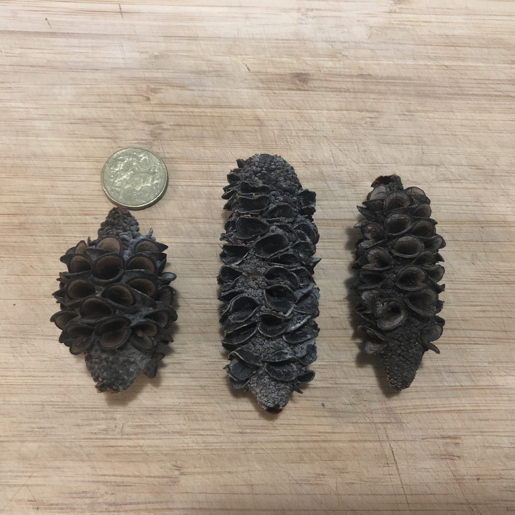 Banksia Seed Pods -3 pieces-