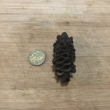 Load image into Gallery viewer, Banksia Seed Pods -3 pieces-
