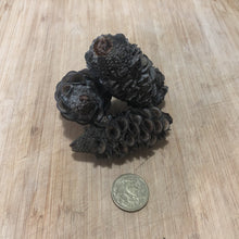 Load image into Gallery viewer, Banksia Seed Pods -3 pieces-
